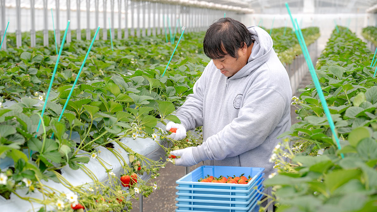 写真：大久保さんがイチゴを観察している様子