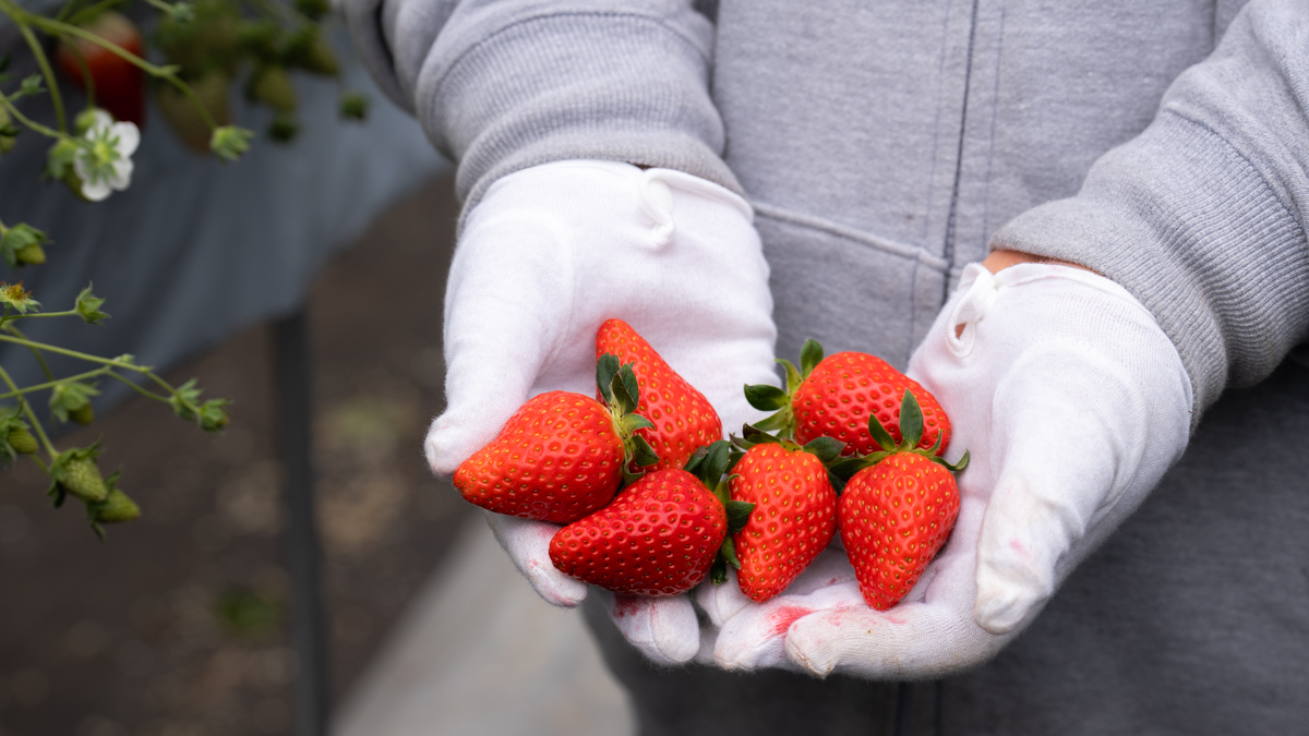 写真：大久保さんがイチゴを掌にのせている様子