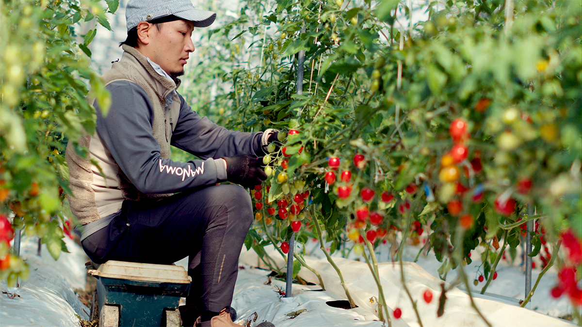 写真：ミニトマト農家が真剣な表情で作業する様子